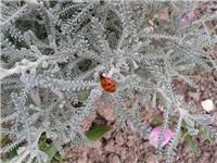 318a494e-buba mara.jpg